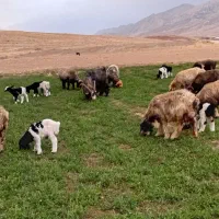 تجهیزات کشاورزی