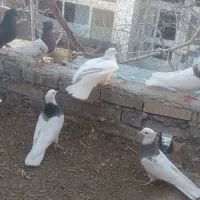 تعدادی کبوتر نقشی هم پرشی سالم|پرنده|دهاقان, |دیوار