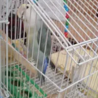 کوتوله برزیلی