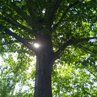 سه-جریب-سیب-فروش-فوری-790م-املاک-زمانیان