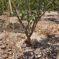 باغچه ۴۰۰متری قاسم آباد تهرانچی با درختان پنج ساله