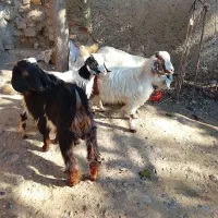 4تا بزغاله سالم و چاق|حیوانات مزرعه|قرق, |دیوار