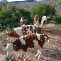 ۸۰ تا ۳۵۰ کیلوهای بندرترکمن