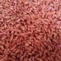 گندم آذر۲جهادکشاورزی