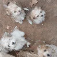 فروش توله ۶ ماهه شیتزو|سگ|تربت جام, پاسداران|دیوار