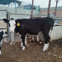 گوساله ماده