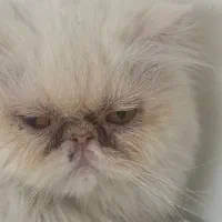 گربه پرشین سوپر فلت