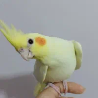 سه عروس هلندی سه ماهه