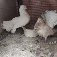 کفتر چتری|پرنده|قم, باغ شریفی|دیوار