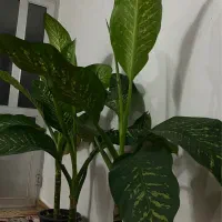 گل دیفن باخیا|گل و گیاه طبیعی|سنگر, |دیوار