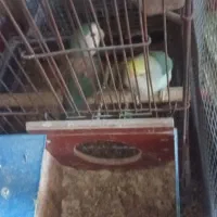 طوطی برزیلی