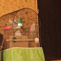 جفت مولد عروس هلندی