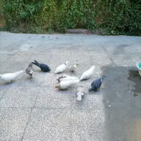 کبوتر