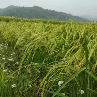 برنج هاشمی شهرستان آستارا|خوردنی و آشامیدنی|لوندویل, |دیوار