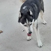 هاسگی خوش قیمت|سگ|شیراز, منطقه هوایی شهید دوران|دیوار