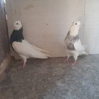 طوقی کرمانشاهی اصل ۷جفت