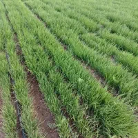 نهال نشا مینروا پیاز|گل و گیاه طبیعی|حاجی آباد, |دیوار