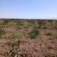 فروش باغ پسته۱۲ ساله بارده سنددار۱۰۰۰متر|فروش دفتر صنعتی، کشاورزی، تجاری|بوئین زهرا, |دیوار