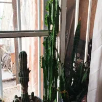 گل افوربیا و کاکتوس