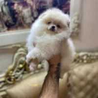 چاوچاو چمپیون/پامرانین خرسی