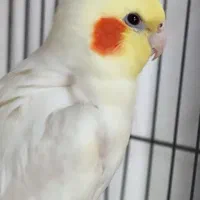عروس هلندی جفت مولد سخنگو