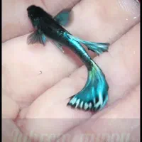 ماهی گوپی و فایتر ، عیدانه جهرم