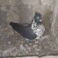 کبوتر قاره ای.سوسگی|پرنده|اردبیل, |دیوار