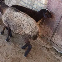 میش|حیوانات مزرعه|شازند, |دیوار