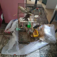 طوطی|پرنده|آستارا, |دیوار