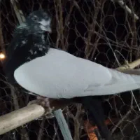 کفتر|پرنده|ابهر, |دیوار