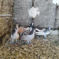 کبوتر شهری جوان پرشی|پرنده|شیراز, شیخ علی چوپان|دیوار