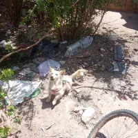 سگ پا کوتاه