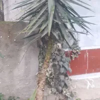 گل یوکا|گل و گیاه طبیعی|تالش, هشتپر|دیوار