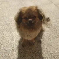 سگ پوزه روباهی پا کوتاه ماده