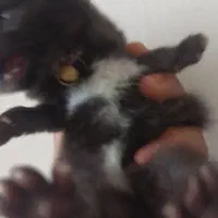 گربه