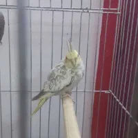 عروس|پرنده|رودسر, |دیوار