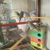 پرنده مرغ عشق|پرنده|پیر بکران, |دیوار