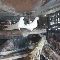 کبوتر سفیدچیل