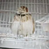 سهره خاکی اهلی و خوش‌صدا