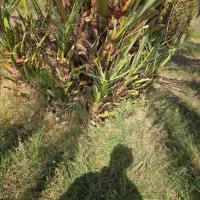 جنگ پاجوش|گل و گیاه طبیعی|ریگان, |دیوار