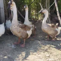 قوغاز  نر و ماده و 6مرغ محلی 1خروس آمروک