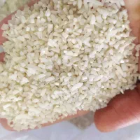 نیم دانه کشت دوم طارم هاشمی شمال|خوردنی و آشامیدنی|اصفهان, هوانیروز|دیوار