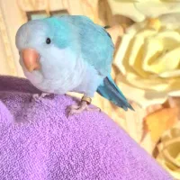 طوطی راهب ابی