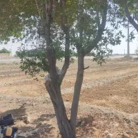 خریدار چوب درخت در محل همراه با برش