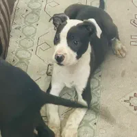 توله پیت بول درجه یک