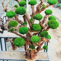 درختچه تزیینی