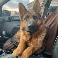 سگ ژرمن|سگ|خسروشاه, |دیوار