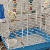 عروس هلندی مولد شیش تخم