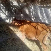 هردوتا بخورجنس خوب|حیوانات مزرعه|گنبکی, |دیوار