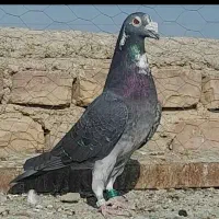 کبوتر باختی متن آگاهی بخون